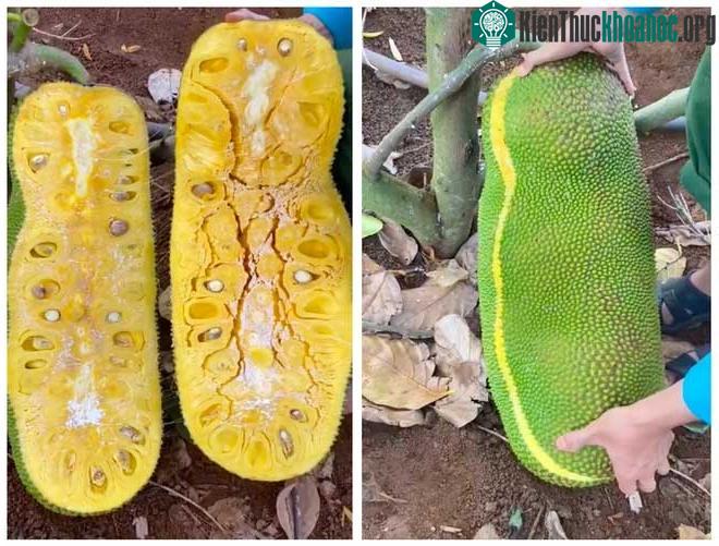 Nhìn bằng mắt thường, có thể thấy quả mít này vỏ xanh, dài chừng 1 mét.