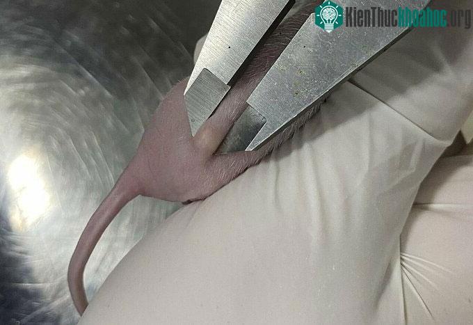 Khối u sau 4 ngày ghép tế bào ung thư trên chuột.