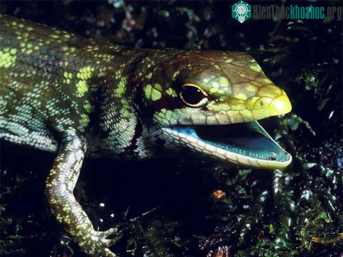 Thằn lằn Prasinohaema prehensicauda