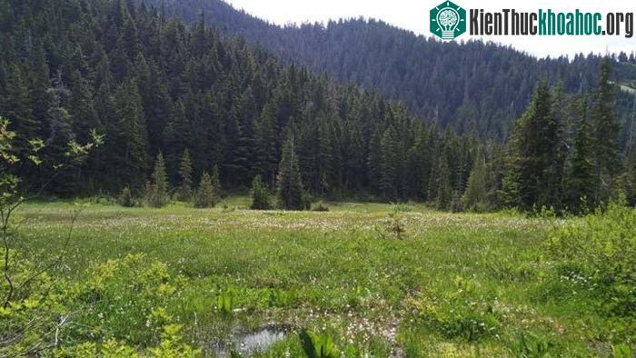 Một đầm lầy ở British Columbia, nơi nghiên cứu được tiến hành