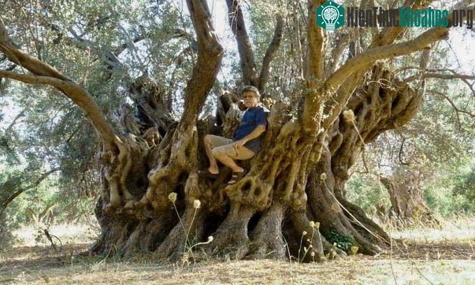 Cây olive với cành lá sum sê trước đám cháy.