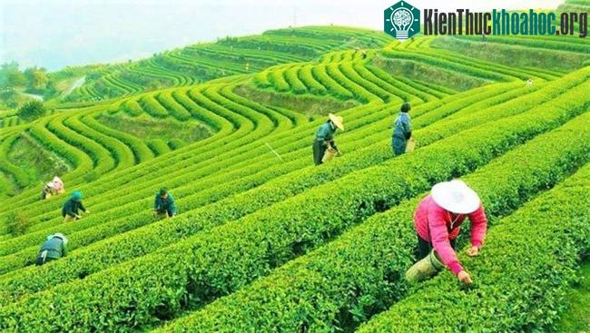Đồi trà ở Trung Quốc.
