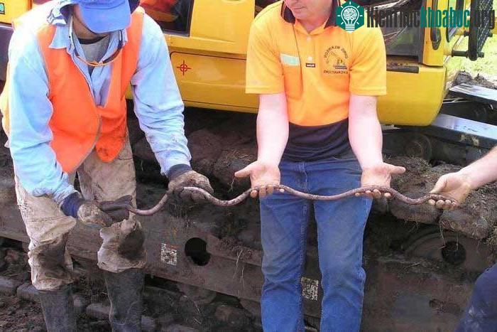 Loài giun đất lớn nhất thế giới có chiều dài ấn tượng.