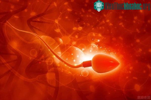 Số lượng tinh trùng của nam giới đã giảm đi một nửa