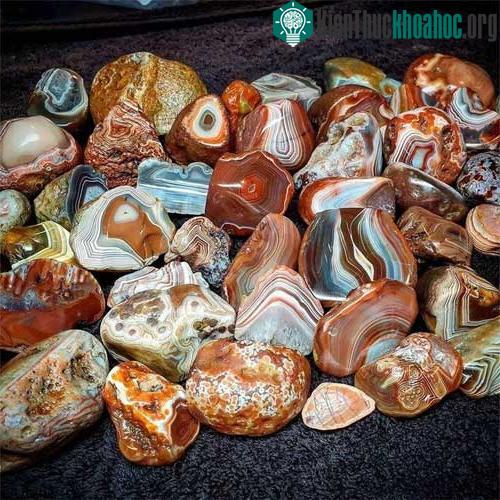 Mã não được hình thành từ nhiều loại khác nhau nên chúng rất đa dạng và độc đáo.