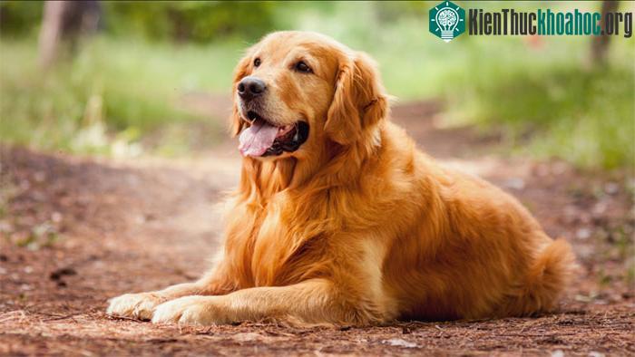 Chó sử dụng "lý thuyết về tâm trí" để lý giải về hành động và lời nói của chủ