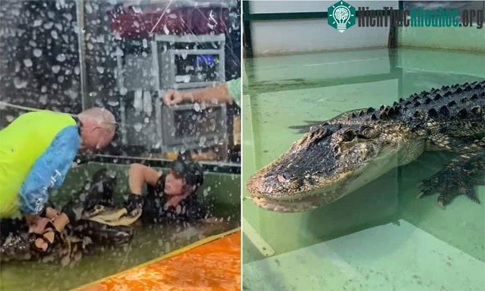 Donnie Wiseman trèo lên người con cá sấu, làm mọi cách để nó mở miệng