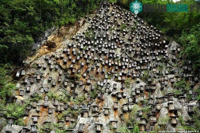 Các tổ ong treo trên vách đá của Khu bảo tồn Thiên nhiên Shennongjia.