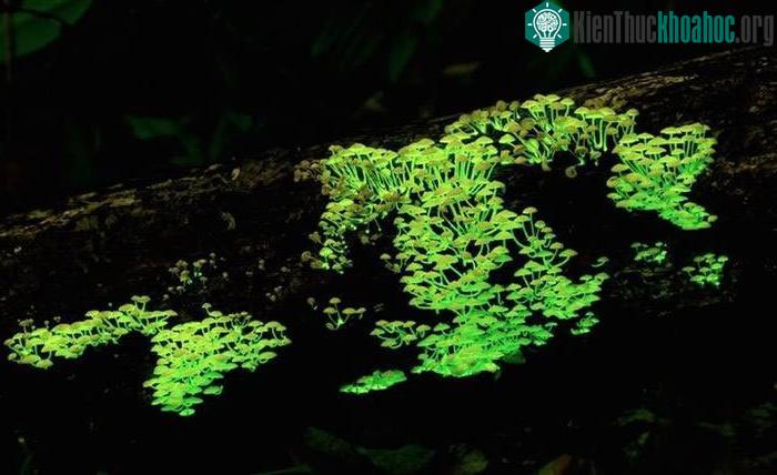 Một số loài nấm phát sáng để thu hút kẻ thù.
