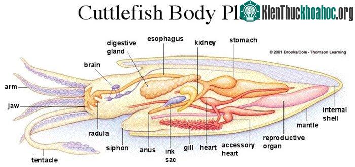 Cấu tạo của một con mực.