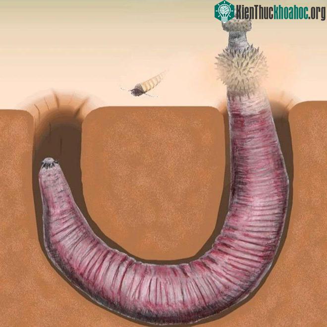 Những con Echiura thường đào hang hình chữ U để bẫy mồi.