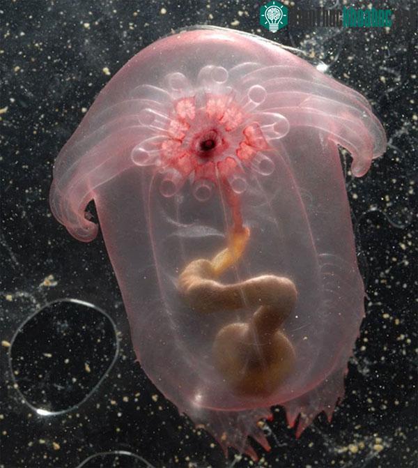 Hải sâm Pink See-Through Fantasia