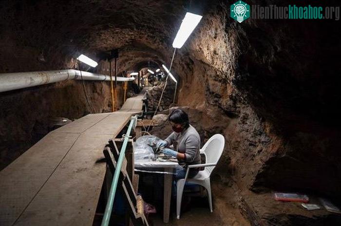 &nbsp;Một nhà nghiên cứu đang xem xét xác thực vật còn nguyên vẹn trong đường hầm.