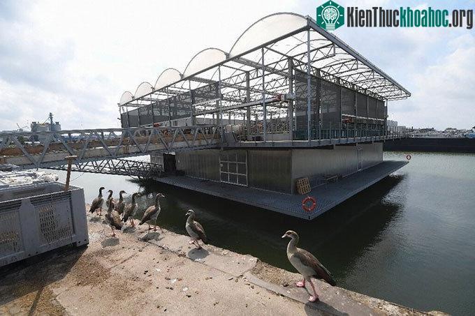 Trang trại có thể dâng lên và hạ xuống theo thủy triều.