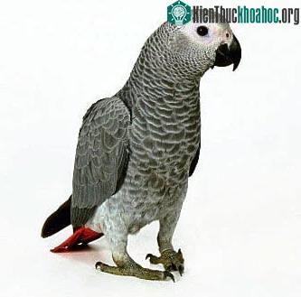 Tổ tiên hiện tại: Vẹt xám Châu Phi.
