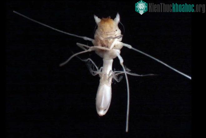 Bọ Munnopis