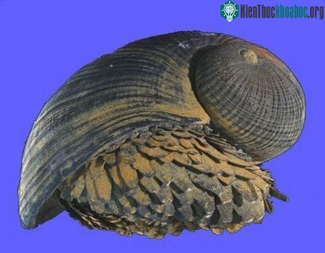 Ốc bọc giáp
