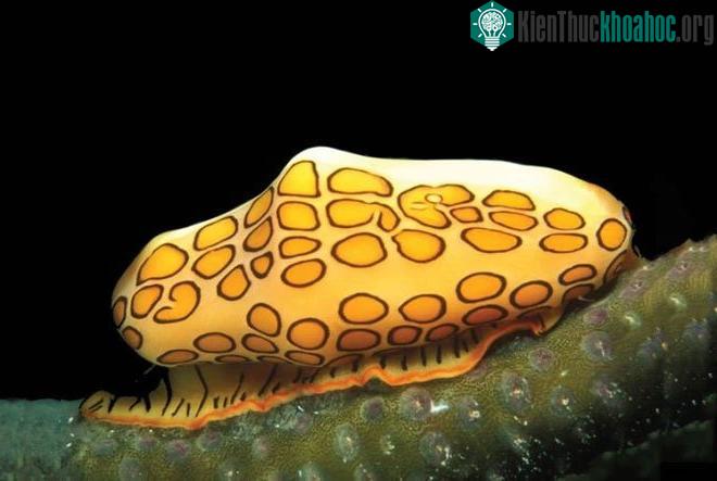 Ốc lưỡi hồng hạc