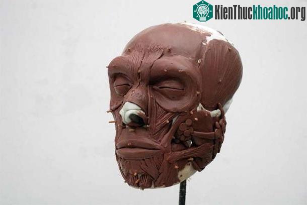 Quá trình tái tạo "ông tổ" khác loài