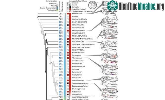 Những vết sẹo xuất hiện khá phổ biến trên mặt các khủng long bạo chúa lớn.