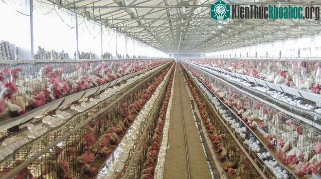 Khu vực gà đẻ trứng.