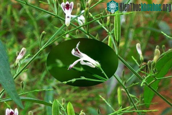 Hoa của Xuyên tâm liên thường xuất hiện vào tháng 9-10.