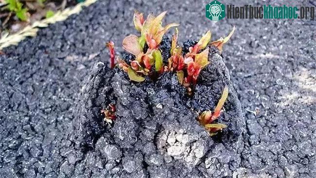 Phá hủy cả đường nhựa và nhiều công trình tại Anh.