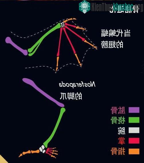 Nosferapoda là một thợ săn.