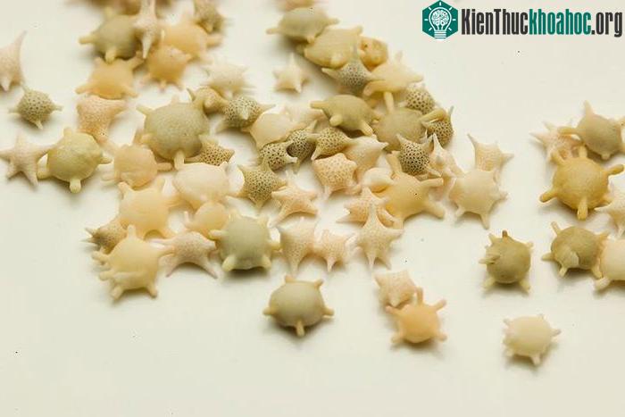 Kỳ lạ bãi biển có những hạt cát hình ngôi sao ảnh 2