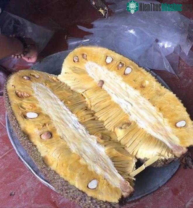 Bên trong một quả mít "siêu dài" có nguồn gốc từ Malaysia.