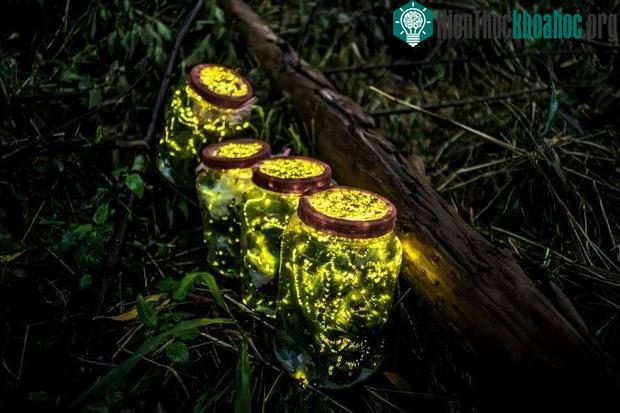 Nhiều loài đom đóm đang bên bờ vực tuyệt chủng, hầu hết nguyên nhân đều do con người ảnh 2
