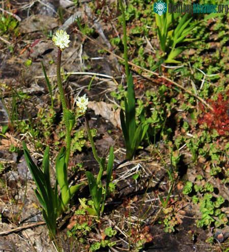 T. occidentalis (phải) mọc giữa các loài cây ăn thịt khác