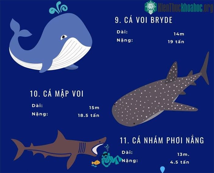 Top 72 loài động vật biển lớn nhất thế giới ảnh 2