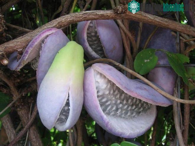 Quả Akebi