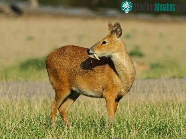 Răng nanh là một công cụ được hươu xạ Kashmiri đực sử dụng để thu hút bạn tình