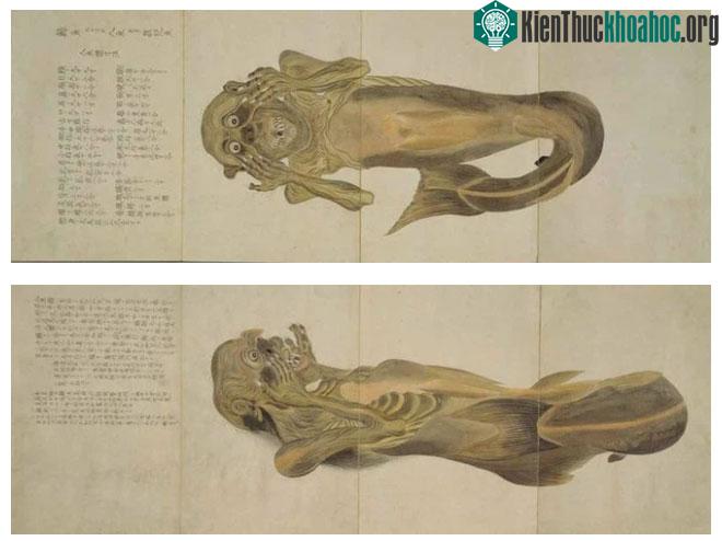 Khám phá bí ẩn về sự tồn tại của những nàng tiên cá! ảnh 2