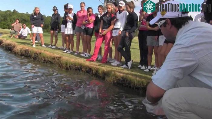 Khách du lịch, người chơi golf cho cá mập bò ăn.