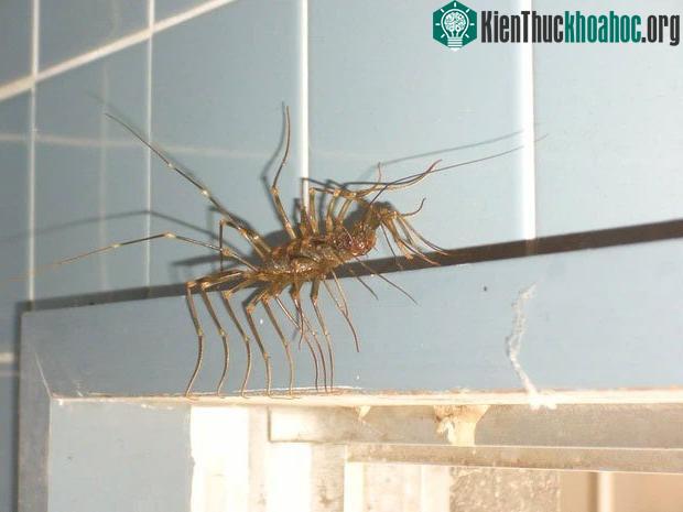 Siêu rết khổng lồ gây kinh hãi mạng xã hội Nhật Bản bởi vẻ ngoài như đến từ địa ngục ảnh 2
