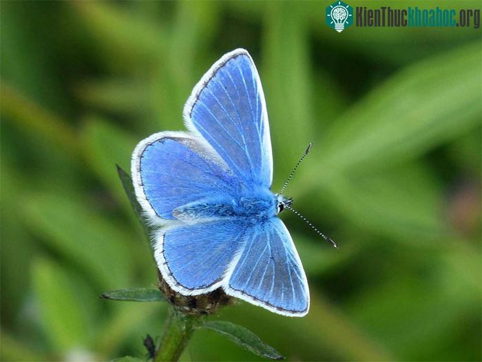 Bướm Palos Verdes Blue