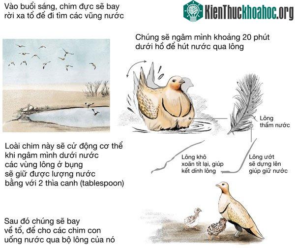 Chim sandgrouse