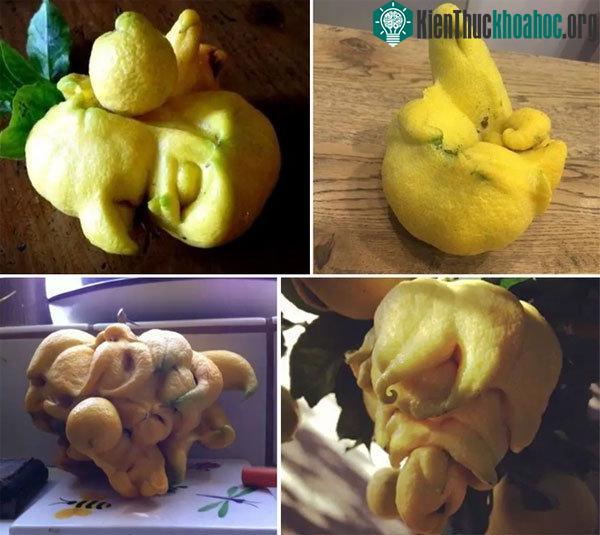 Những quả chanh đột biến với hình dạng kỳ lạ.