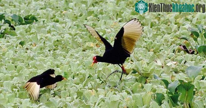 Hai con con chim jacana cái đang đánh nhau để tranh giành lãnh thổ