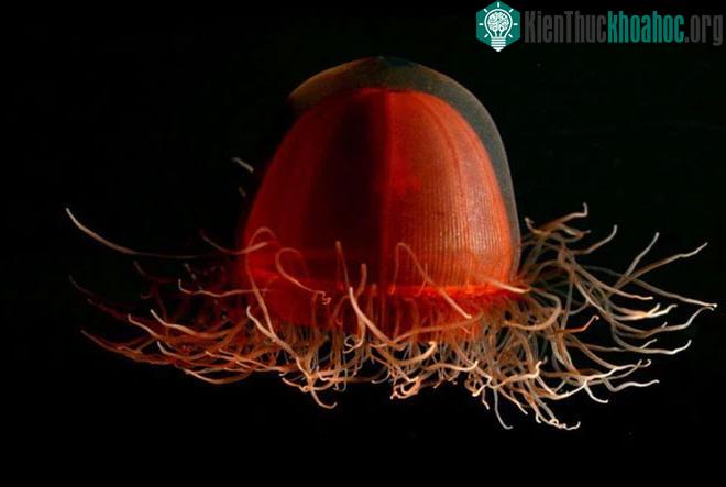 Sứa Crossota Norvegica