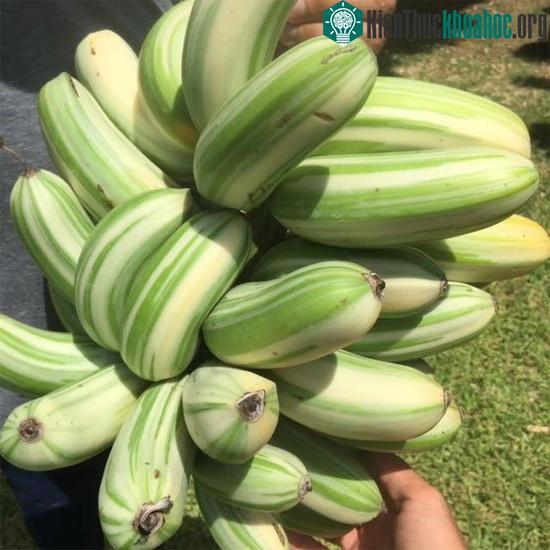Chuối sọc dưa Ae ae