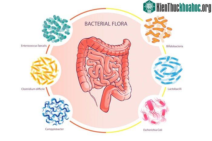 Hệ miễn dịch là đường ruột.