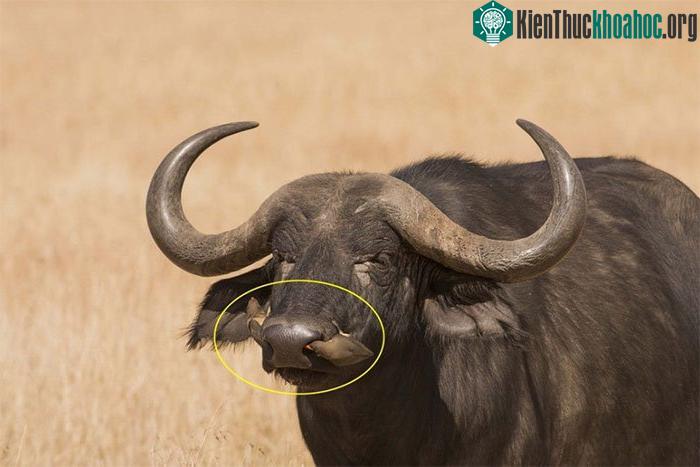 Thức ăn ưa thích thực sự của chim Buphagus africanus là máu.