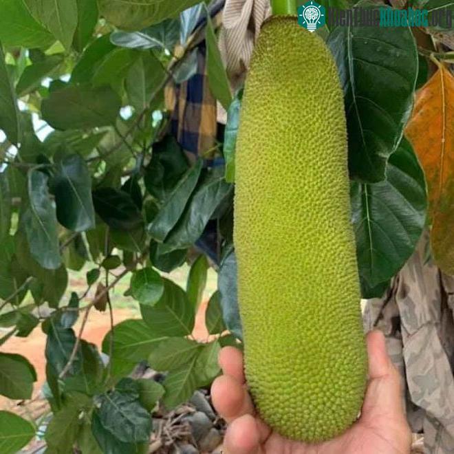 Quả mít khi còn non đã rất dài