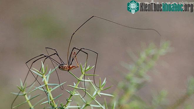 Loài vật có chân dài nhất thế giới vừa bị các nhà khoa học làm lùn đi một nửa ảnh 3