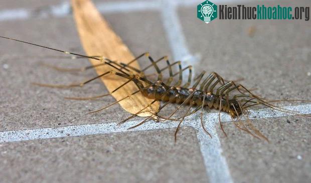 Siêu rết khổng lồ gây kinh hãi mạng xã hội Nhật Bản bởi vẻ ngoài như đến từ địa ngục ảnh 3