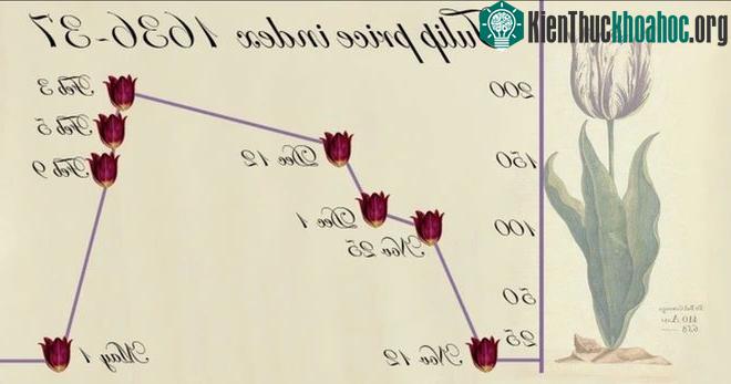 Hội chứng tulip diễn ra vào thế kỷ 17 khiến giá hoa tulip bị đội cao hơn gấp nhiều lần.